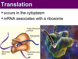 Translation occurs in the cytoplasm mRNA associates with a ribosome 