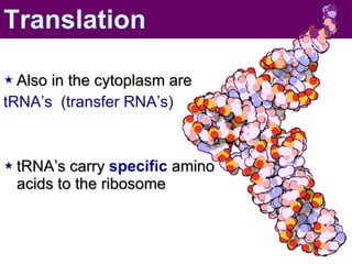 Also in the cytoplasm are  tRNA’s  (transfer RNA’s) tRNA’s carry  specific  amino acids to the ribosome Translation 