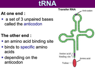 tRNA At one end : a set of 3 unpaired bases called the  anticodon   The other end : an amino acid binding site  binds to  specific  amino acids  depending on the anticodon  