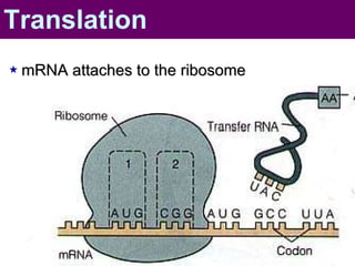 mRNA attaches to the ribosome Translation 