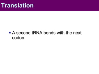 A second tRNA bonds with the next codon Translation 