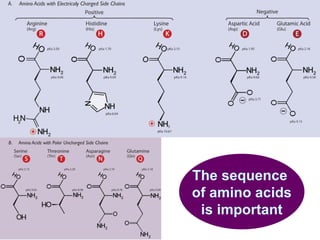 The sequence  of amino acids is important 