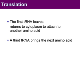 The first tRNA leaves  returns to cytoplasm to attach to another amino acid A third tRNA brings the next amino acid  Translation 