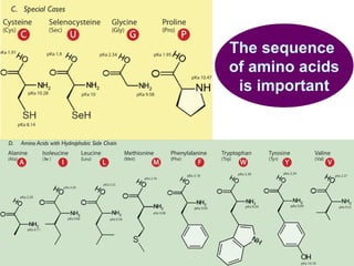 The sequence  of amino acids is important 