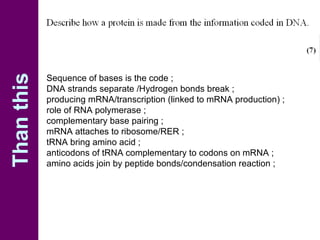 Sequence of bases is the code ; DNA strands separate /Hydrogen bonds break ; producing mRNA/transcription (linked to mRNA production) ; role of RNA polymerase ; complementary base pairing ; mRNA attaches to ribosome/RER ; tRNA bring amino acid ; anticodons of tRNA complementary to codons on mRNA ; amino acids join by peptide bonds/condensation reaction ; Than this 