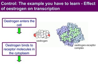 Control: The example you have to learn - Effect of oestrogen on transcription Oestrogen enters the cell Oestrogen binds to receptor molecules in the cytoplasm 