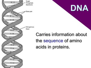 DNA Carries information about the  sequence   of amino acids in proteins. 