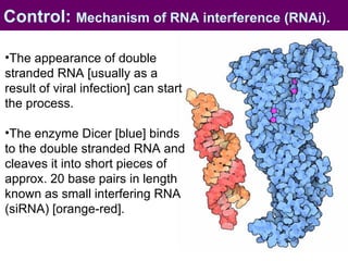 Control:  Mechanism of RNA interference (RNAi).   The appearance of double stranded RNA [usually as a result of viral infection] can start the process.  The enzyme Dicer [blue] binds to the double stranded RNA and cleaves it into short pieces of approx. 20 base pairs in length known as small interfering RNA (siRNA) [orange-red].  