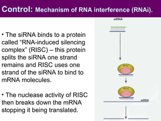 The siRNA binds to a protein called “RNA-induced silencing complex” (RISC) – this protein splits the siRNA one strand remains and RISC uses one strand of the siRNA to bind to mRNA molecules.  The nuclease activity of RISC then breaks down the mRNA stopping it being translated. Control:  Mechanism of RNA interference (RNAi).   