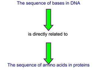 The sequence of bases in DNA is directly related to  The sequence of amino acids in proteins 