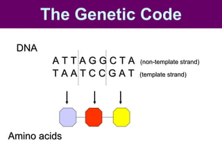 DNA A T T A G G C T A  (non-template strand) T A A T C C G A T  (template strand) Amino acids  The   Genetic   Code 