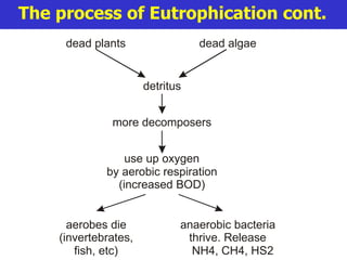 The process of Eutrophication cont. dead plants dead algae detritus more decomposers use up oxygen by aerobic respiration (increased BOD) aerobes die (invertebrates,  fish, etc) anaerobic bacteria thrive. Release NH4, CH4, HS2 