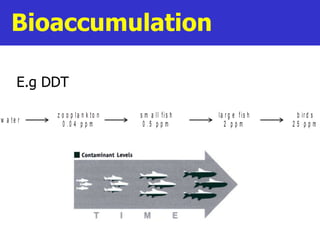 Bioaccumulation E.g DDT                                                                  