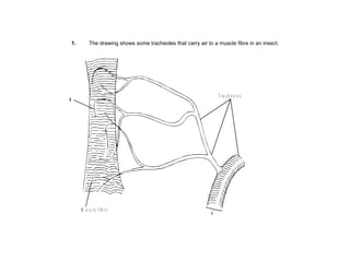 1. The drawing shows some tracheoles that carry air to a muscle fibre in an insect. 