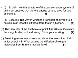 (i) Explain how the structure of the gas exchange system of an insect ensures that there is a large surface area for gas exchange.   (1) (ii) Describe  one  way in which the transport of oxygen to a muscle in an insect is different from that in a human.   (1) (b) The diameter of the tracheole at point  A  is 20 mm. Calculate the magnification of the drawing. Show your working. (2) (c) Breathing movements can bring about the mass flow of air as far as point  B . What causes the diffusion of oxygen molecules from  B  into a muscle fibre? (1) 
