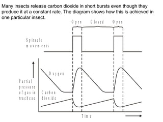 Many insects release carbon dioxide in short bursts even though they produce it at a constant rate. The diagram shows how this is achieved in one particular insect. 