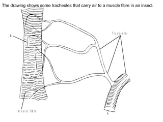 The drawing shows some tracheoles that carry air to a muscle fibre in an insect. 