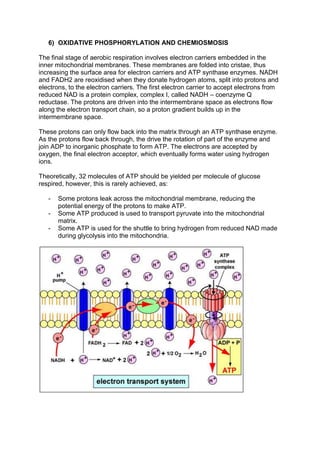 6) OXIDATIVE PHOSPHORYLATION AND CHEMIOSMOSIS

The final stage of aerobic respiration involves electron carriers embedded in the
inner mitochondrial membranes. These membranes are folded into cristae, thus
increasing the surface area for electron carriers and ATP synthase enzymes. NADH
and FADH2 are reoxidised when they donate hydrogen atoms, split into protons and
electrons, to the electron carriers. The first electron carrier to accept electrons from
reduced NAD is a protein complex, complex I, called NADH – coenzyme Q
reductase. The protons are driven into the intermembrane space as electrons flow
along the electron transport chain, so a proton gradient builds up in the
intermembrane space.

These protons can only flow back into the matrix through an ATP synthase enzyme.
As the protons flow back through, the drive the rotation of part of the enzyme and
join ADP to inorganic phosphate to form ATP. The electrons are accepted by
oxygen, the final electron acceptor, which eventually forms water using hydrogen
ions.

Theoretically, 32 molecules of ATP should be yielded per molecule of glucose
respired, however, this is rarely achieved, as:

   -   Some protons leak across the mitochondrial membrane, reducing the
       potential energy of the protons to make ATP.
   -   Some ATP produced is used to transport pyruvate into the mitochondrial
       matrix.
   -   Some ATP is used for the shuttle to bring hydrogen from reduced NAD made
       during glycolysis into the mitochondria.
 