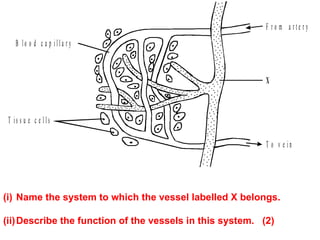 Name the system to which the vessel labelled X belongs.  (ii) Describe the function of the vessels in this system.  (2) 