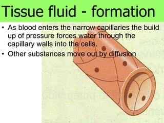 As blood enters the narrow capillaries the build up of pressure forces water through the capillary walls into the cells. Other substances move out by diffusion Tissue fluid - formation 