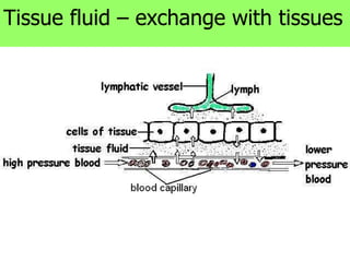 Tissue fluid – exchange with tissues 