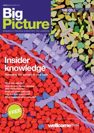 ISSUE 13 jANUARY 2011




Big                                                     THE CELL




Picture
bRiNgiNg CUTTiNg-EDgE SCiENCE iNTo THE CLASSRooM




 Insider
 knowledge
 Revealing the secrets of your cells

  What are cells for?
  How do cells divide, develop
  and communicate?
  What are stem cells and
  why are they important?
  What happens when cells die?

                fo r t e a c h
           ce                    e
                                                                   © David S Goodsell, 2000
    ur




                                 rs
 A res o




                                     a n d le a r n e




              E
           FRE
                             rs
 