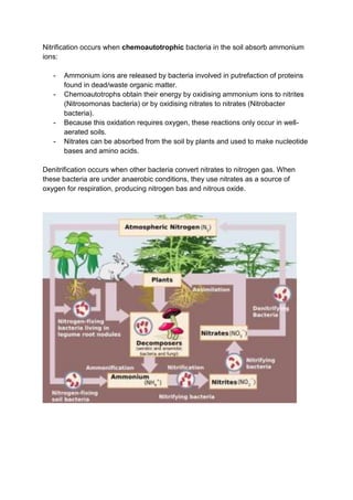 Nitrification occurs when chemoautotrophic bacteria in the soil absorb ammonium
ions:

   -   Ammonium ions are released by bacteria involved in putrefaction of proteins
       found in dead/waste organic matter.
   -   Chemoautotrophs obtain their energy by oxidising ammonium ions to nitrites
       (Nitrosomonas bacteria) or by oxidising nitrates to nitrates (Nitrobacter
       bacteria).
   -   Because this oxidation requires oxygen, these reactions only occur in well-
       aerated soils.
   -   Nitrates can be absorbed from the soil by plants and used to make nucleotide
       bases and amino acids.

Denitrification occurs when other bacteria convert nitrates to nitrogen gas. When
these bacteria are under anaerobic conditions, they use nitrates as a source of
oxygen for respiration, producing nitrogen bas and nitrous oxide.
 
