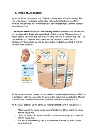 6) WATER REABSORBTION

When the filtrate reaches the loop of Henle, there is about            remaining. The
role of the loop of Henle is to create a low water potential in the tissue of the
medulla. This ensures that even more water can be reabsorbed from the filtrate in
the collecting duct.

 The loop of Henle consists of a descending limb that descends into the medulla
and an ascending limb that ascends back out to the cortex. This arrangement
allows salts to be transferred from the ascending limb into the descending limb. The
overall effect is to increase the concentration of salts in the tubule fluid and
consequently they diffuse out into the surrounding medulla tissue fluid, giving it a
very low water potential.




As the tubule descends deeper into the medulla, its water potential begins to fall, due
to the loss of water by osmosis to the surrounding tissue fluid, and also the diffusion
of sodium and chloride ions into the tubule from the surrounding tissue fluid.

As the tubule ascends up the cortex, its water potential begins to rise, because:

   -   At the base of the tubule, sodium and chloride ions diffuse out of the tubule
       into the tissue fluid.
   -   Higher up the tubule, sodium and chloride ions are actively transported out
       into the tissue fluid.
   -   The wall of the ascending limb is impermeable to water, so water cannot
       leave the tubule.
 