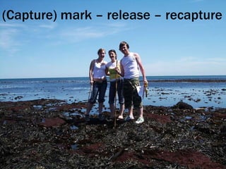 (Capture) mark – release – recapture 