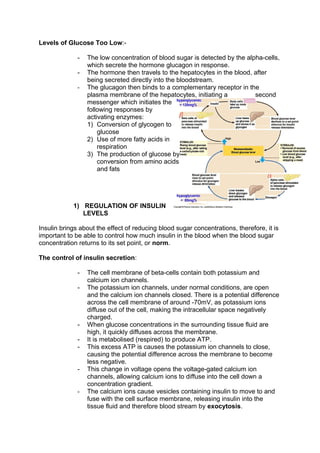 Levels of Glucose Too Low:-

              -   The low concentration of blood sugar is detected by the alpha-cells,
                  which secrete the hormone glucagon in response.
              -   The hormone then travels to the hepatocytes in the blood, after
                  being secreted directly into the bloodstream.
              -   The glucagon then binds to a complementary receptor in the
                  plasma membrane of the hepatocytes, initiating a           second
                  messenger which initiates the
                  following responses by
                  activating enzymes:
                  1) Conversion of glycogen to
                      glucose
                  2) Use of more fatty acids in
                      respiration
                  3) The production of glucose by
                      conversion from amino acids
                      and fats




            1) REGULATION OF INSULIN
               LEVELS

Insulin brings about the effect of reducing blood sugar concentrations, therefore, it is
important to be able to control how much insulin in the blood when the blood sugar
concentration returns to its set point, or norm.

The control of insulin secretion:

              -   The cell membrane of beta-cells contain both potassium and
                  calcium ion channels.
              -   The potassium ion channels, under normal conditions, are open
                  and the calcium ion channels closed. There is a potential difference
                  across the cell membrane of around -70mV, as potassium ions
                  diffuse out of the cell, making the intracellular space negatively
                  charged.
              -   When glucose concentrations in the surrounding tissue fluid are
                  high, it quickly diffuses across the membrane.
              -   It is metabolised (respired) to produce ATP.
              -   This excess ATP is causes the potassium ion channels to close,
                  causing the potential difference across the membrane to become
                  less negative.
              -   This change in voltage opens the voltage-gated calcium ion
                  channels, allowing calcium ions to diffuse into the cell down a
                  concentration gradient.
              -   The calcium ions cause vesicles containing insulin to move to and
                  fuse with the cell surface membrane, releasing insulin into the
                  tissue fluid and therefore blood stream by exocytosis.
 
