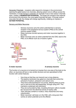 Generator Potentials – receptors cells respond to changes in the environment,
opening the gated sodium ion channels, allowing sodium ions to diffuse across the
membrane. A small change in potential, for example if one or two sodium channels
open, creates a GENERATOR POTENTIAL. The larger the change to the external
environment (the stimulus), the more gated channels will open. If enough sodium
ions enter the cell, the charge will change significantly, initiating an impulse or
ACTION POTENTIAL.

Sensory and Motor Neurones

             -   Sensory neurones carry the action potential from a sensory
                 receptor in the peripheral nervous system (PNS) to the central
                 nervous system (CNS).
             -   Relay neurones connect sensory and motor neurones together in
                 the CNS.
             -   Motor neurones carry an action potential from the CNS, back to the
                 PNS, to an effector such as a muscle or gland.




A motor neurone                                      A sensory neurone

The function of a neurone is to transmit an impulse from one area of the body to the
other, so neurones all have a very similar structure and are specialised to their
function with certain features:

             -   Very long so that they can transmit over a long distance.
             -   The plasma membrane has gated ion channels that control the
                 entry/exit of sodium, potassium and calcium ions.
             -   They have sodium/potassium ion pumps, allowing them to pump
                 ions in and out of the cell respectively, through using ATP. This
                 maintains a polarised cell membrane.
             -   They are surrounded by fatty, insulating Schwann cells to insulate
                 the neurone from the electrical activity of nearby cells.
             -   Their cell body contains a nucleus, many ribosomes and many
                 mitochondria.
             -   Motor neurones’ cell body is in the CNS, with a long axon that
                 carries an action potential out to the effector.
 