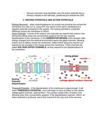 -   Sensory neurones’ long dendrites carry the action potential from a
                 sensory receptor to the cell body, positioned just outside the CNS.

            1) RESTING POTENTIALS AND ACTION POTENTIALS

Resting Neurones – when sodium/potassium ion pumps are pumping ions across the
membrane at a ratio of 3:2, using ATP, the interior of the cell is maintained at a
negative potential compared to the outside. The resting potential is a potential
difference across the membrane of -60mV.
Action Potential - if some of the sodium ions channels are opened then sodium ions
will quickly diffuse down the concentration gradient into the cell, causing
depolarisation of the membrane. In the GENERATOR REGION of the receptor cells,
energy changes from the external environment opens the gated channels, allowing
sodium ions to diffuse across the membrane. Gates further along the neurone are
opened by the changes in the charge across the membrane. These channels are
called VOLTAGE-GATED CHANNELS, as they respond to the depolarisations of
the membrane.




Resting
Potential
Depolarisation

Threshold Potential – if the depolarisation of the membrane is great enough, it will
reach THRESHOLD POTENTIAL, and it will begin to have an effect on the nearby
voltage-gated channels, opening them. This causes a large influx of sodium ions
diffusing down their concentration gradient. If the depolarisation reaches +40mV, an
action potential is produced, and is then transmit to the very end of the neurone.
 