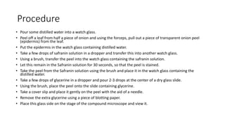 To Prepare Stained Temporary Mount of Onion Peel | PDF