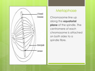 Metaphase
Chromosome line up
along the equatorial
plane of the spindle. The
centromere of each
chromosome is attached
on both sides to a
spindle fibre.
 