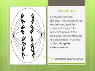 Anaphase
Each centromere
divides. The spindle fibres
shorten and pull the
chromatids apart to
opposite poles of the
cell. One the chromatids
are seperated, they are
called daughter
chromosomes.
Daughter chromosomes
 