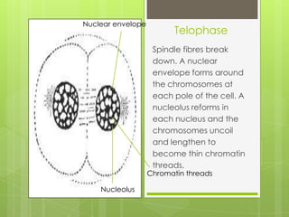 Telophase
Spindle fibres break
down. A nuclear
envelope forms around
the chromosomes at
each pole of the cell. A
nucleolus reforms in
each nucleus and the
chromosomes uncoil
and lengthen to
become thin chromatin
threads.
Chromatin threads
Nuclear envelope
Nucleolus
 
