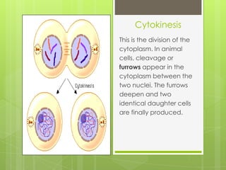 Cytokinesis
This is the division of the
cytoplasm. In animal
cells, cleavage or
furrows appear in the
cytoplasm between the
two nuclei. The furrows
deepen and two
identical daughter cells
are finally produced.
 