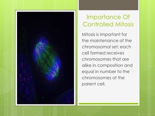 Importance Of
Controlled Mitosis
Mitosis is important for
the maintenance of the
chromosomal set; each
cell formed receives
chromosomes that are
alike in composition and
equal in number to the
chromosomes of the
parent cell.
 