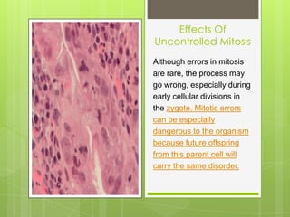 Effects Of
Uncontrolled Mitosis
Although errors in mitosis
are rare, the process may
go wrong, especially during
early cellular divisions in
the zygote. Mitotic errors
can be especially
dangerous to the organism
because future offspring
from this parent cell will
carry the same disorder.
 