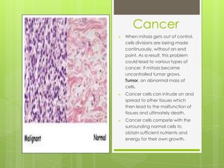 Cancer
 When mitosis gets out of control,
cells divisions are being made
continuously, without an end
point. As a result, this problem
could lead to various types of
cancer. If mitosis became
uncontrolled tumor grows.
Tumor, an abnormal mass of
cells.
 Cancer cells can intrude on and
spread to other tissues which
then lead to the malfunction of
tissues and ultimately death.
 Cancer cells compete with the
surrounding normal cells to
obtain sufficient nutrients and
energy for their own growth.
 
