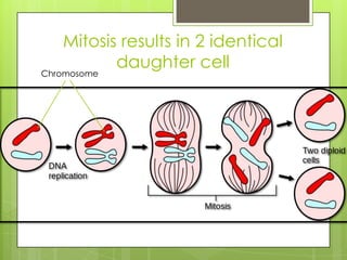 Mitosis results in 2 identical
daughter cell
Chromosome
 