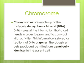 Chromosome
 Chromosomes are made up of the
molecule deoxyribonuclei acid (DNA).
DNA stores all the information that a cell
needs in order to grow and to carry out
vital activities. This information is stored as
sections of DNA or genes. The daughter
cells produced by mitosis are genetically
identical to the parent cell.
 