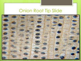 Onion Root Tip Slide
 