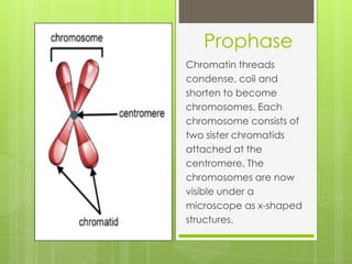 Prophase
Chromatin threads
condense, coil and
shorten to become
chromosomes. Each
chromosome consists of
two sister chromatids
attached at the
centromere. The
chromosomes are now
visible under a
microscope as x-shaped
structures.
 