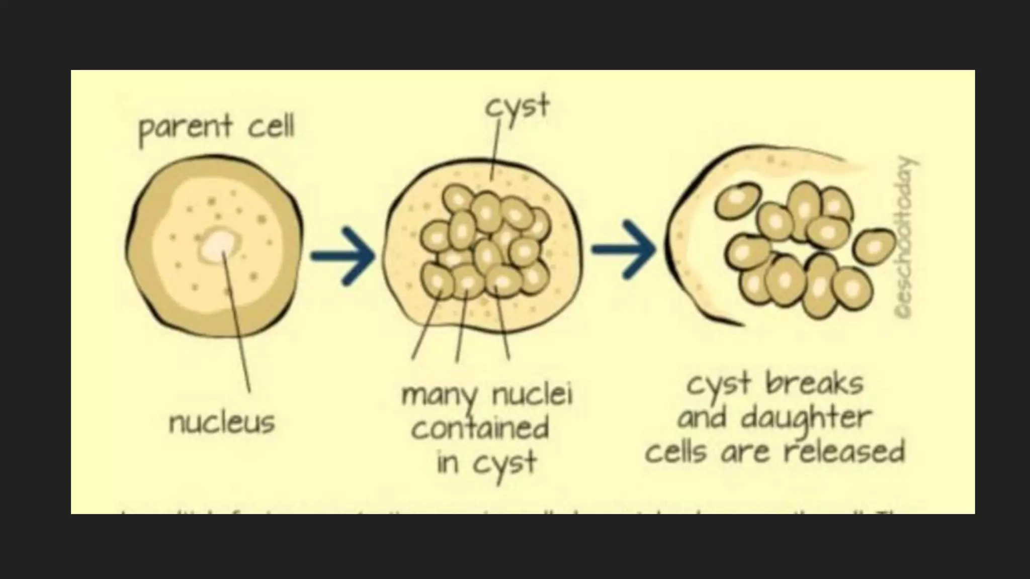 ASEXUAL REPRODUCTION IN PLANTS PPT