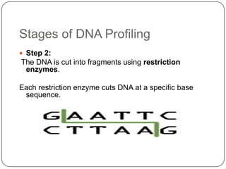 Stages of DNA Profiling
 Step 2:
The DNA is cut into fragments using restriction
enzymes.
Each restriction enzyme cuts DNA at a specific base
sequence.
 