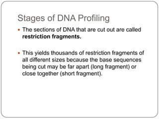 Stages of DNA Profiling
 The sections of DNA that are cut out are called
restriction fragments.
 This yields thousands of restriction fragments of
all different sizes because the base sequences
being cut may be far apart (long fragment) or
close together (short fragment).
 