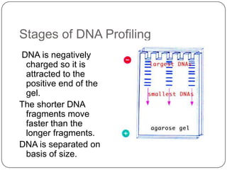 Stages of DNA Profiling
DNA is negatively
charged so it is
attracted to the
positive end of the
gel.
The shorter DNA
fragments move
faster than the
longer fragments.
DNA is separated on
basis of size.
 