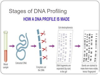 Stages of DNA Profiling
 
