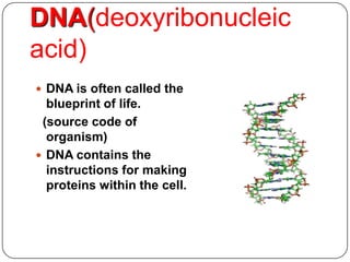 DNA(deoxyribonucleic
acid)
 DNA is often called the
blueprint of life.
(source code of
organism)
 DNA contains the
instructions for making
proteins within the cell.
3
 